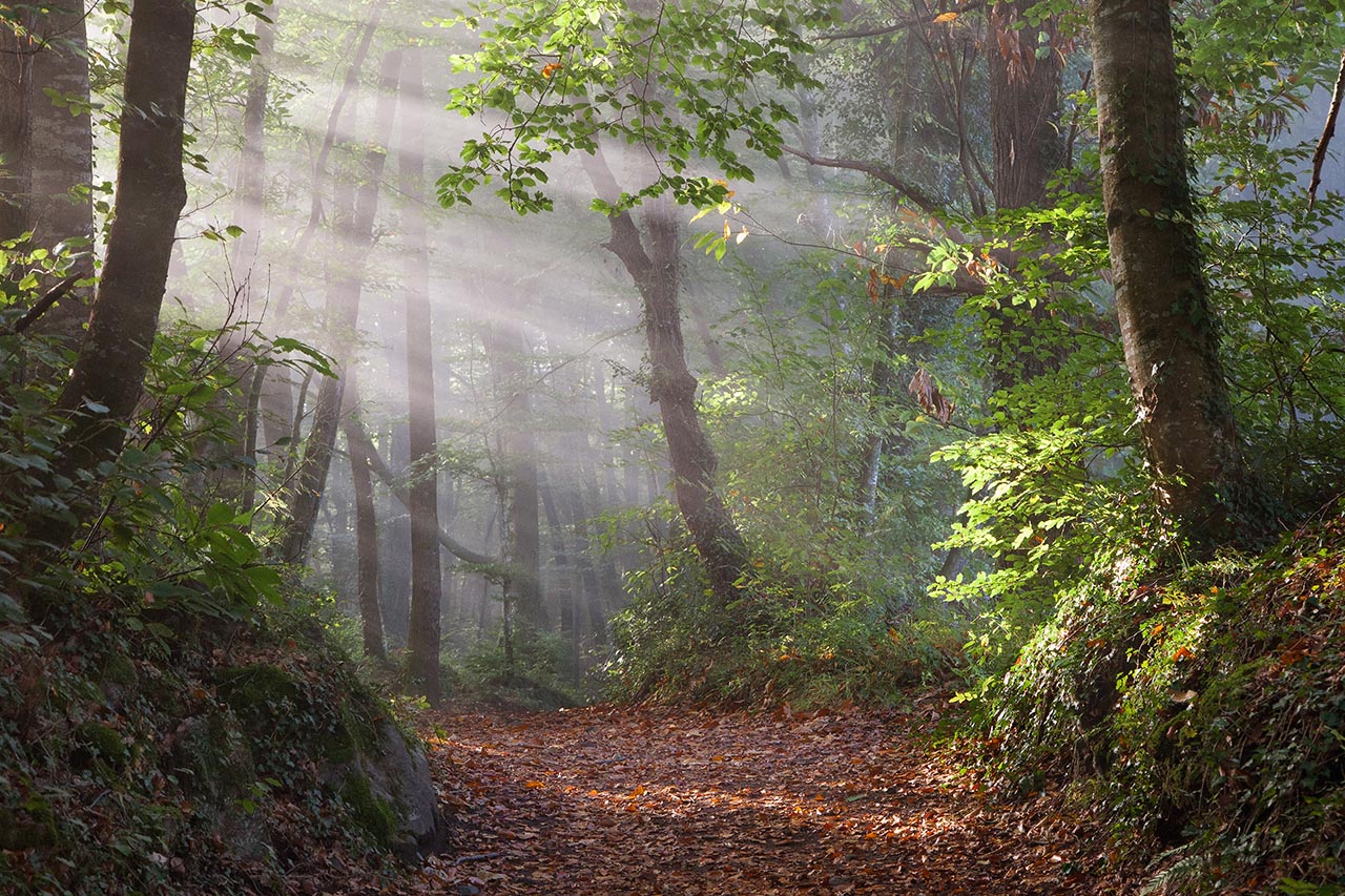 Fageda d'en Jordà ACT Inmedia