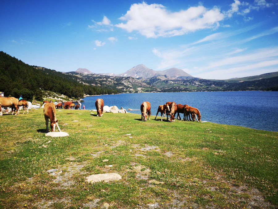 Site classé du Lac des Bouillouses©ADT66 (38) (1)-2